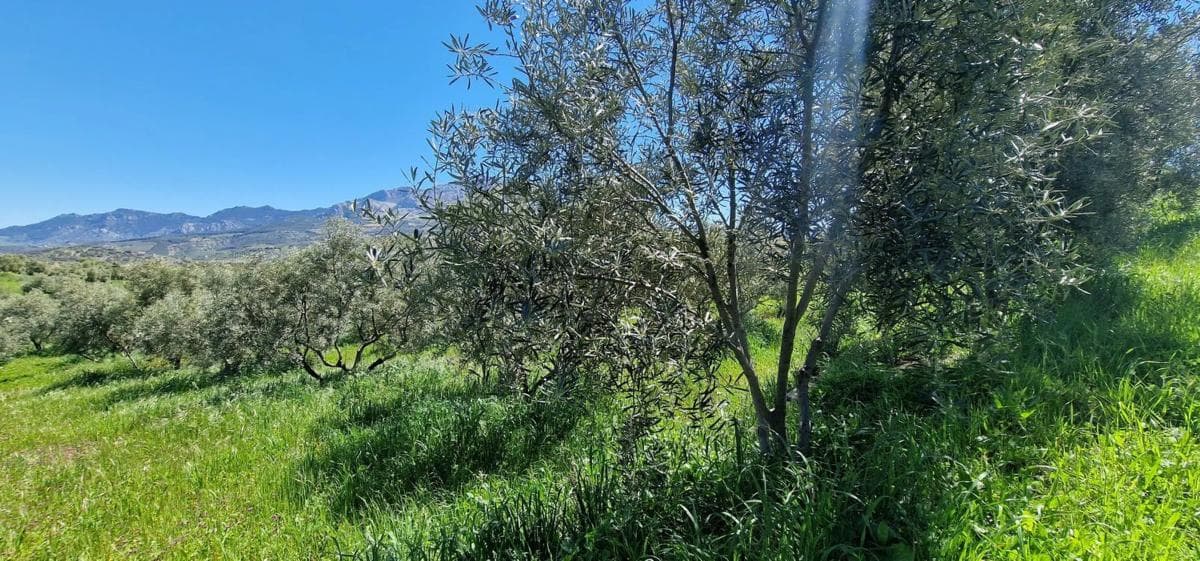 Terreno en venta en El Burgo, Malaga photo 5