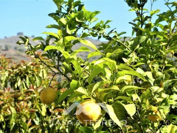 Terreno en Canillas de Aceituno thumbnail 1