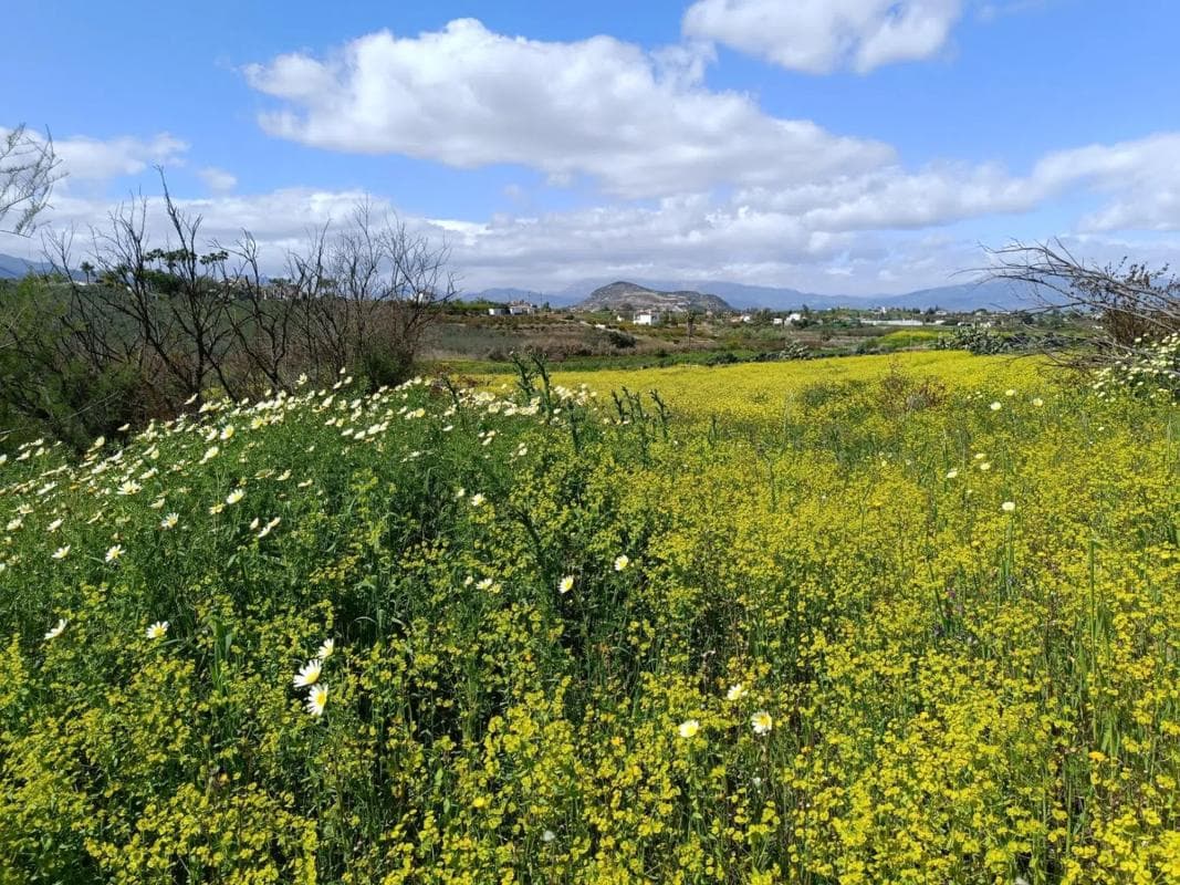 Terreno en venta en Alhaurín el Grande, Malaga photo 2