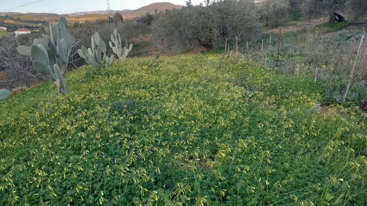 Terreno en venta en Alora, Malaga photo 2