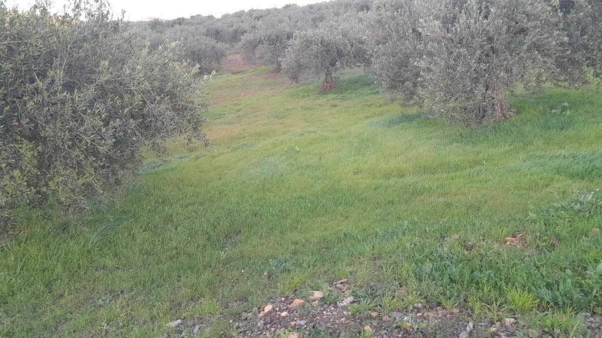 Terreno en venta en Alora, Malaga photo 5
