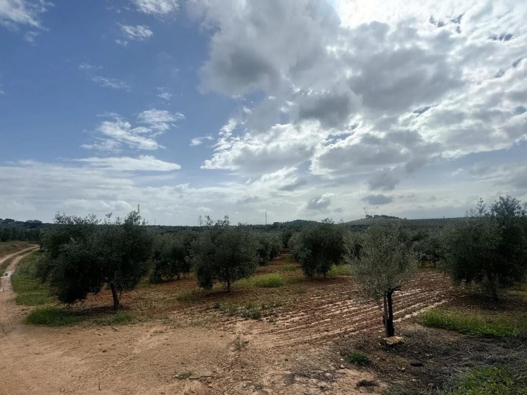 Terreno en venta en Mollina, Malaga photo 3