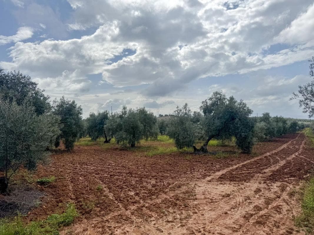 Terreno en venta en Mollina, Malaga photo 5