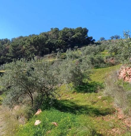 Terreno en Tolox photo 2