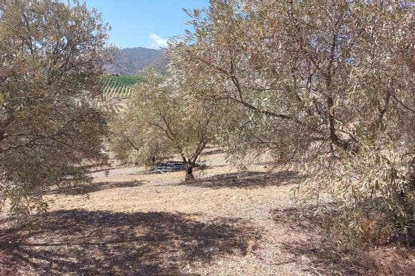 Terreno en Alora photo 1