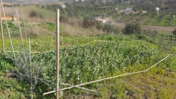 Terreno en Almogía photo 1