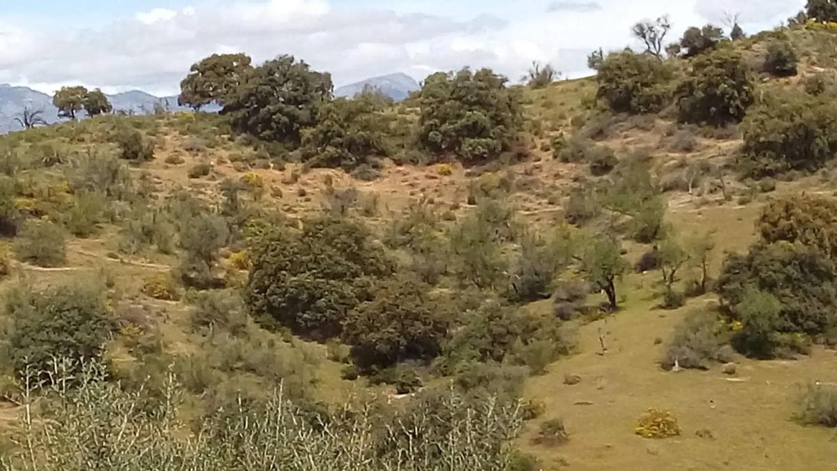 Terreno en venta en Coin, Malaga photo 3