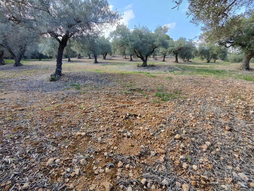 Terreno en venta en Alhaurín de la Torre, Malaga photo 4