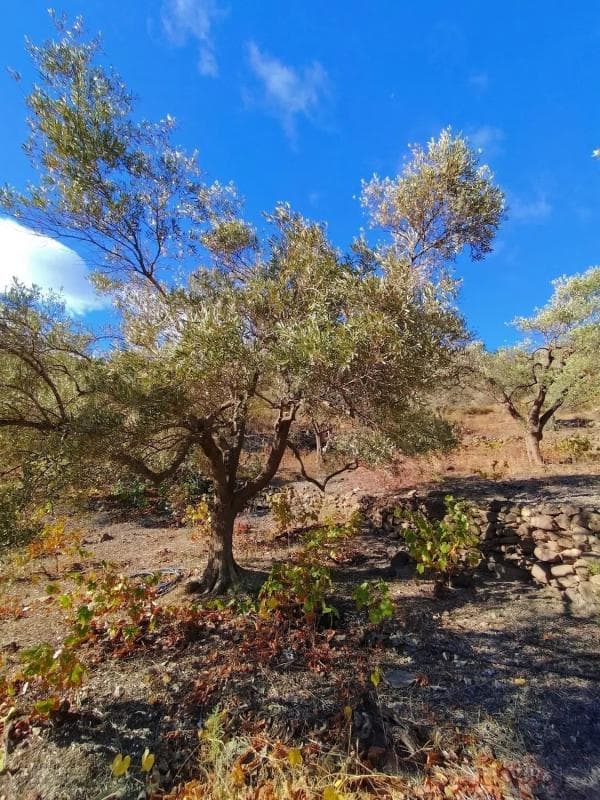Terreno en venta en Algarrobo, Malaga photo 3