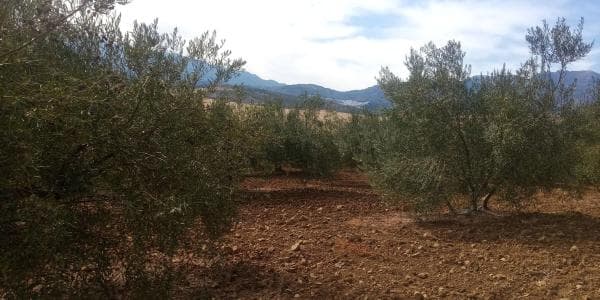 Terreno en Frailes, 28 poligonoparcela thumbnail 2
