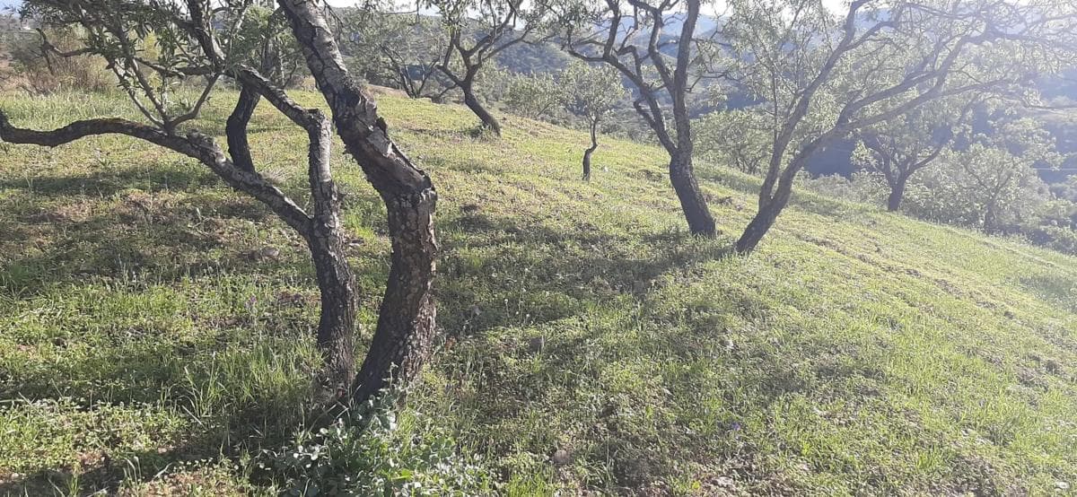 Terreno en venta en Alora, Malaga photo 5
