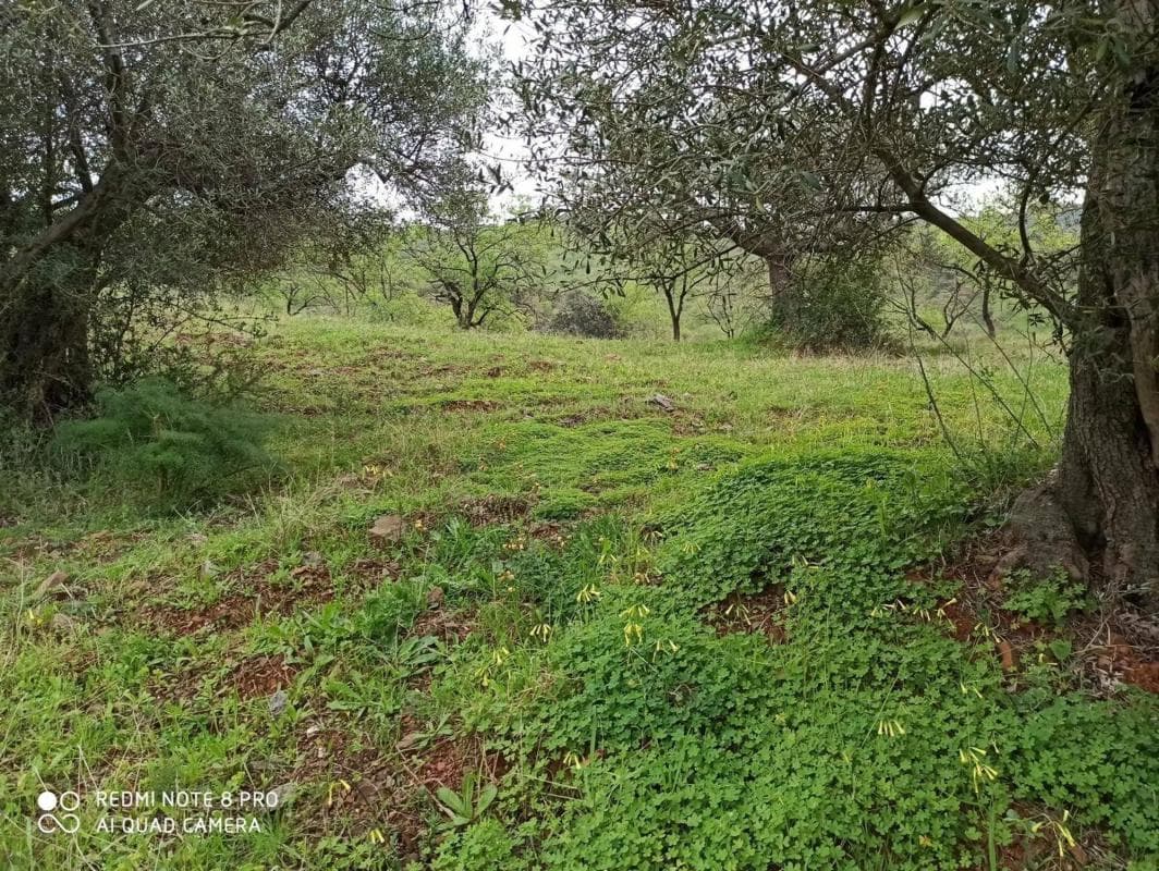 Terreno en venta en Totalan, Malaga photo 5