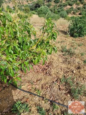 Terreno en Casarabonela photo 1