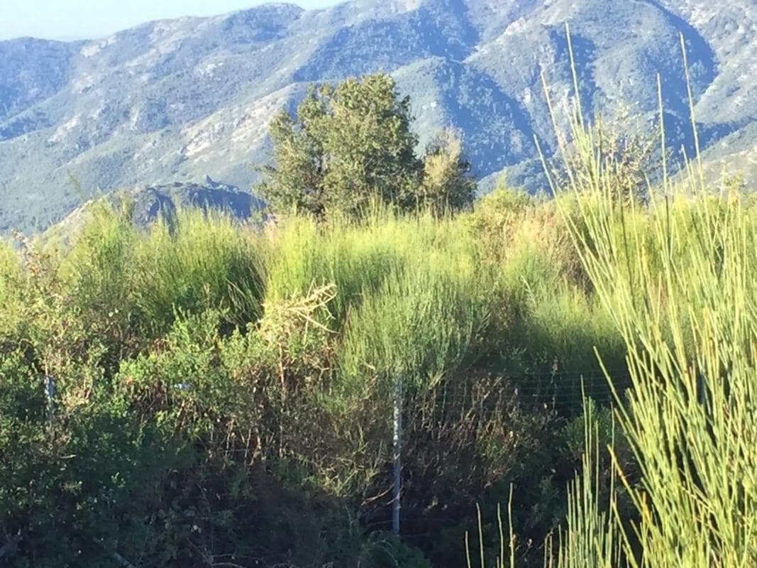 Terreno en venta en Ojén, Malaga photo 4