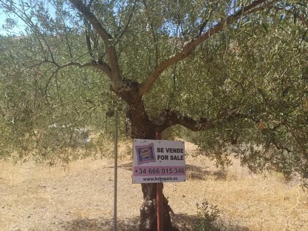 Terreno en Tolox photo 3