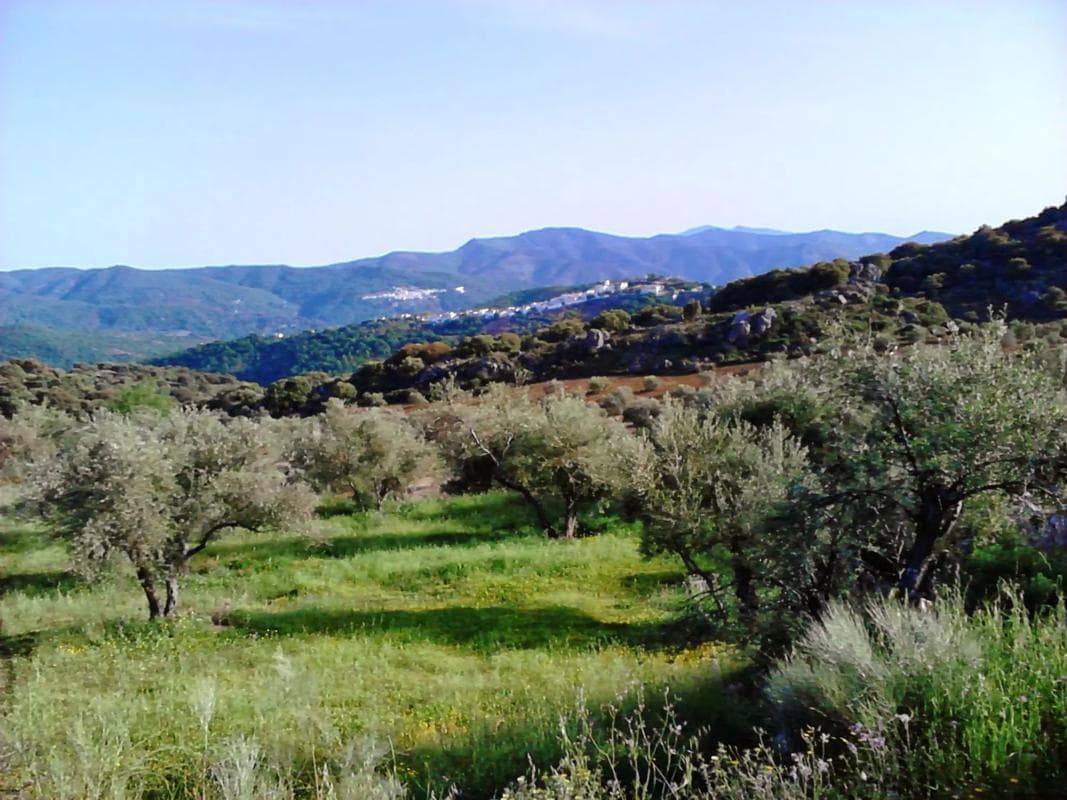 Terreno en venta en Cartajima, Malaga photo 5