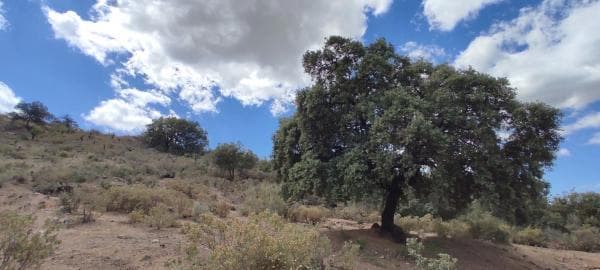 Terreno en carretera Coín-Tolox s/n thumbnail 2
