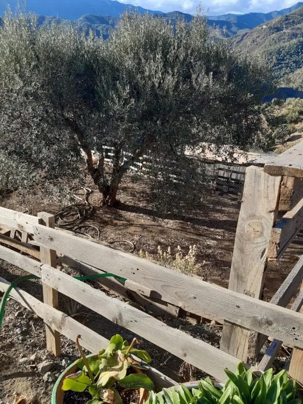 Terreno en venta en Istan, Malaga photo 3