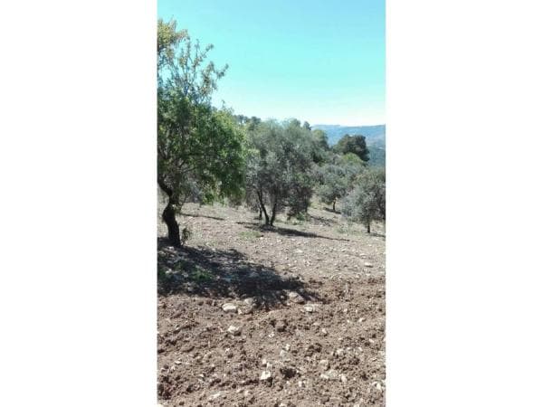 Terreno en Casarabonela photo 4