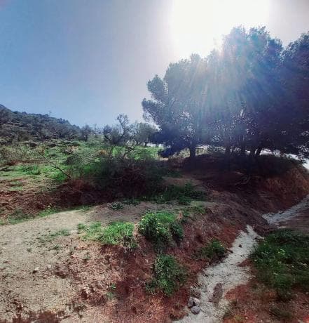 Terreno en Canillas de Aceituno photo 1
