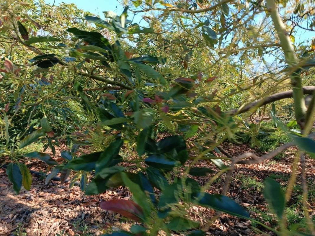 Terreno en venta en Iznate, Malaga photo 3