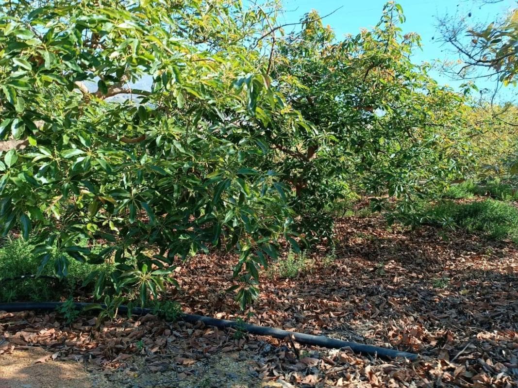 Terreno en venta en Iznate, Malaga photo 4