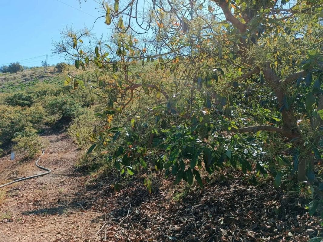 Terreno en venta en Iznate, Malaga photo 5