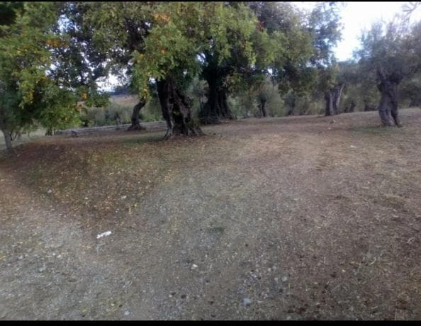 Terreno en carretera Alozaina Casarabonela, 3 photo 1