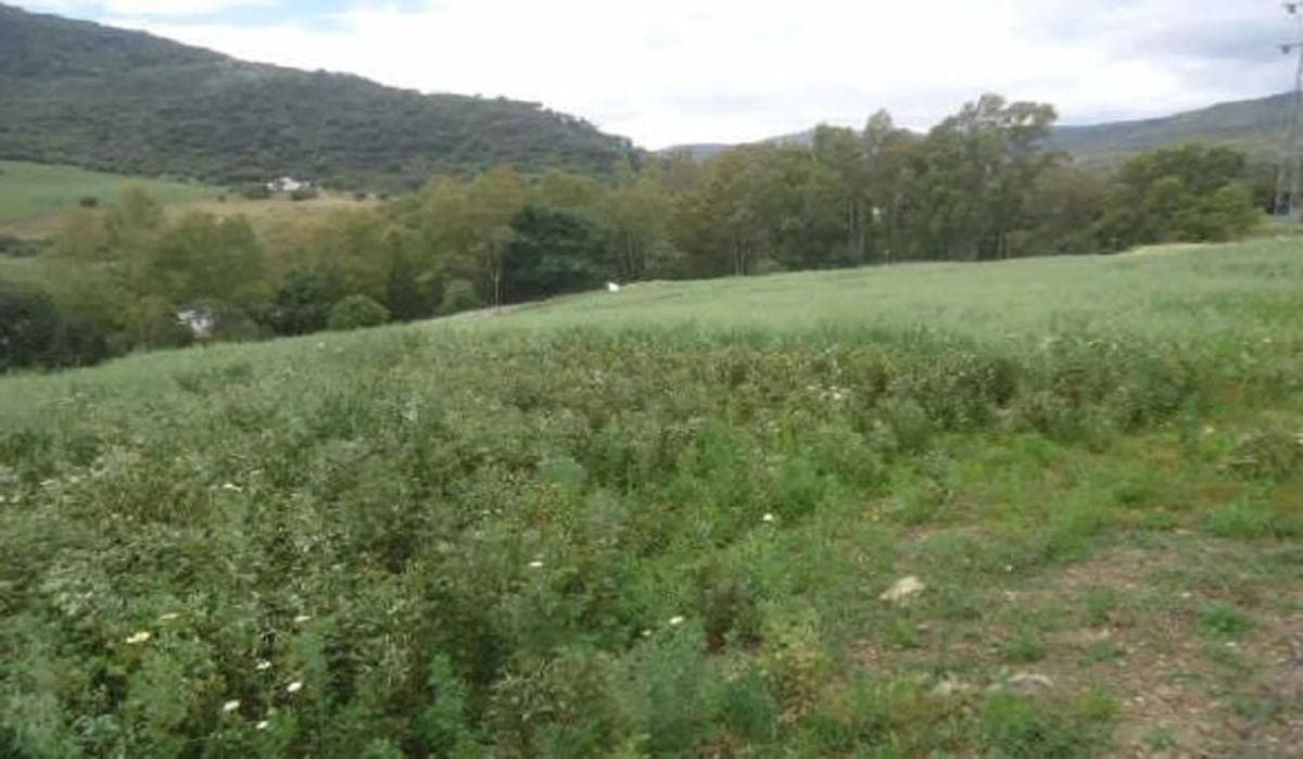 Terreno en venta en Cortes de la Frontera, Malaga photo 3