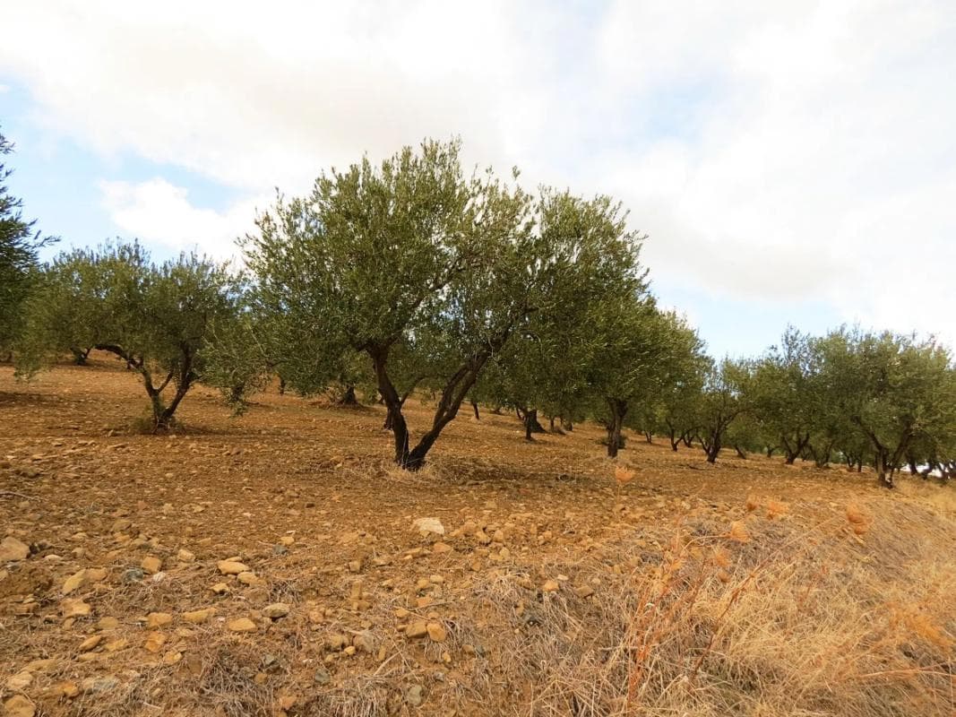 Terreno en venta en Casarabonela, Malaga photo 2
