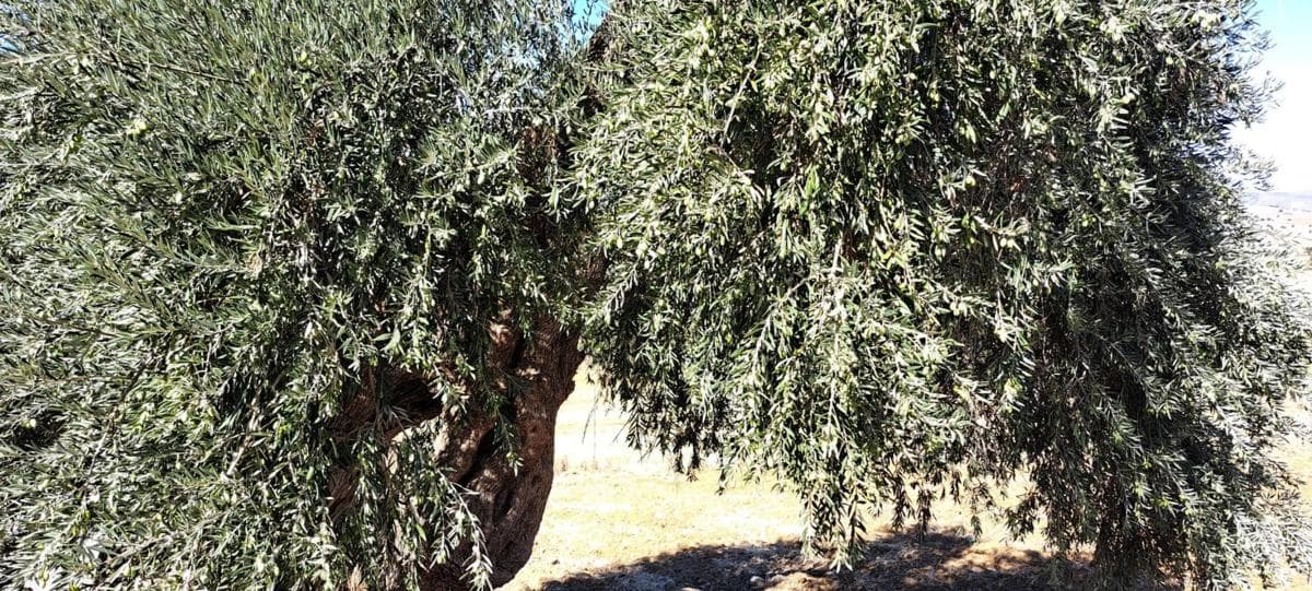 Terreno en venta en Coin, Malaga photo 4