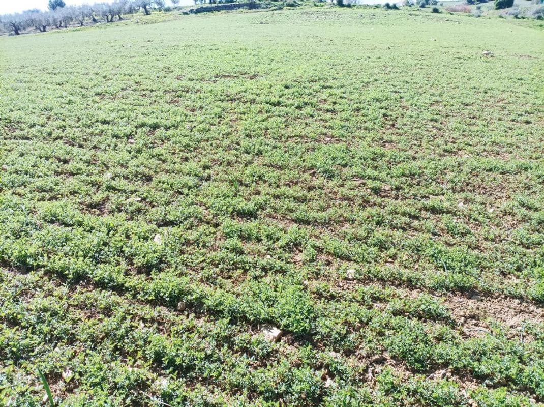 Terreno en venta en Pizarra, Malaga photo 4