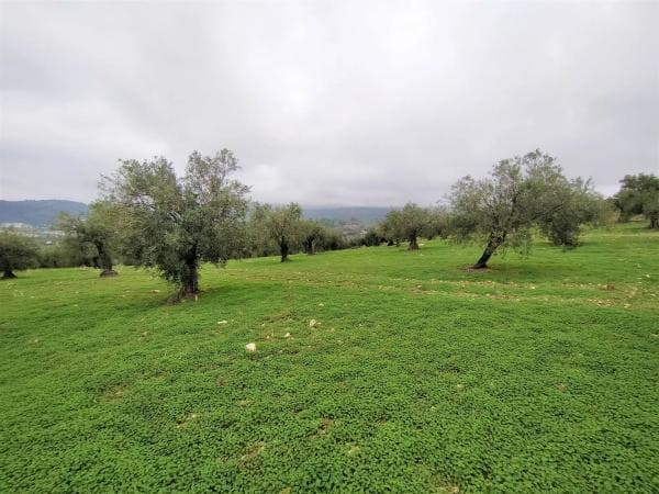Terreno en Alozaina photo 3