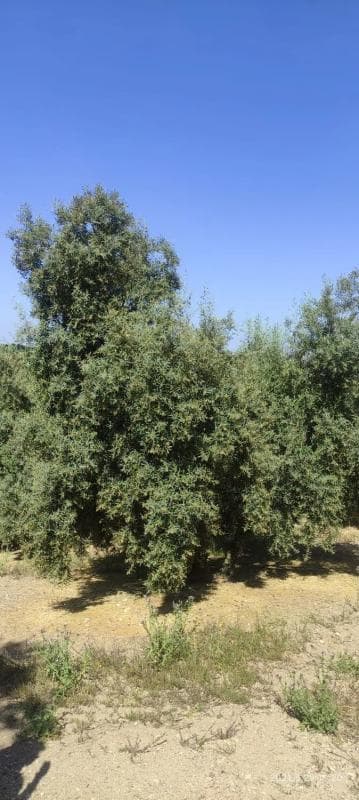 Terreno en venta en Villanueva de Algaidas, Malaga photo 3