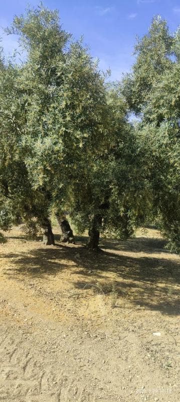 Terreno en venta en Villanueva de Algaidas, Malaga photo 4