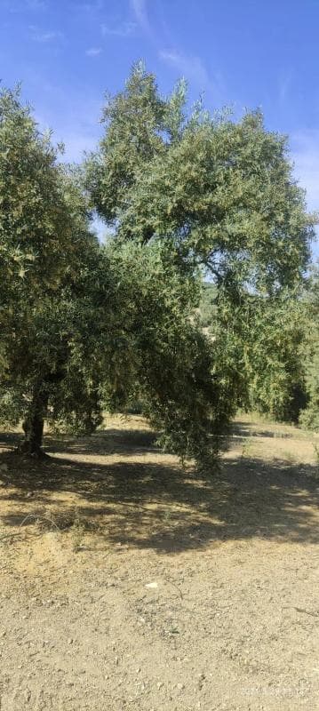 Terreno en venta en Villanueva de Algaidas, Malaga photo 5
