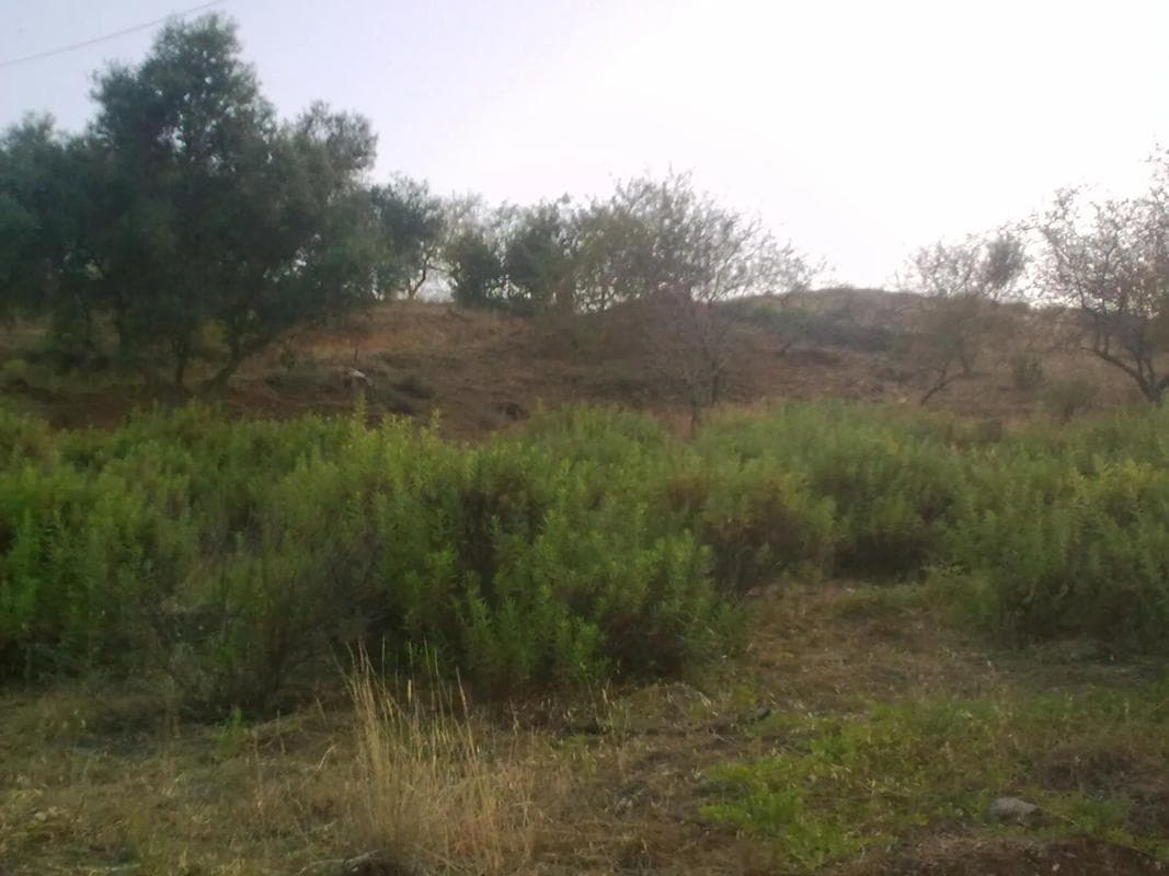 Terreno en venta en Iznate, Malaga photo 5