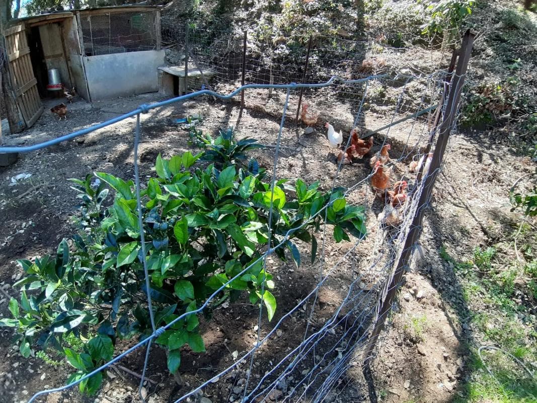 Terreno en venta en Jubrique, Malaga photo 3