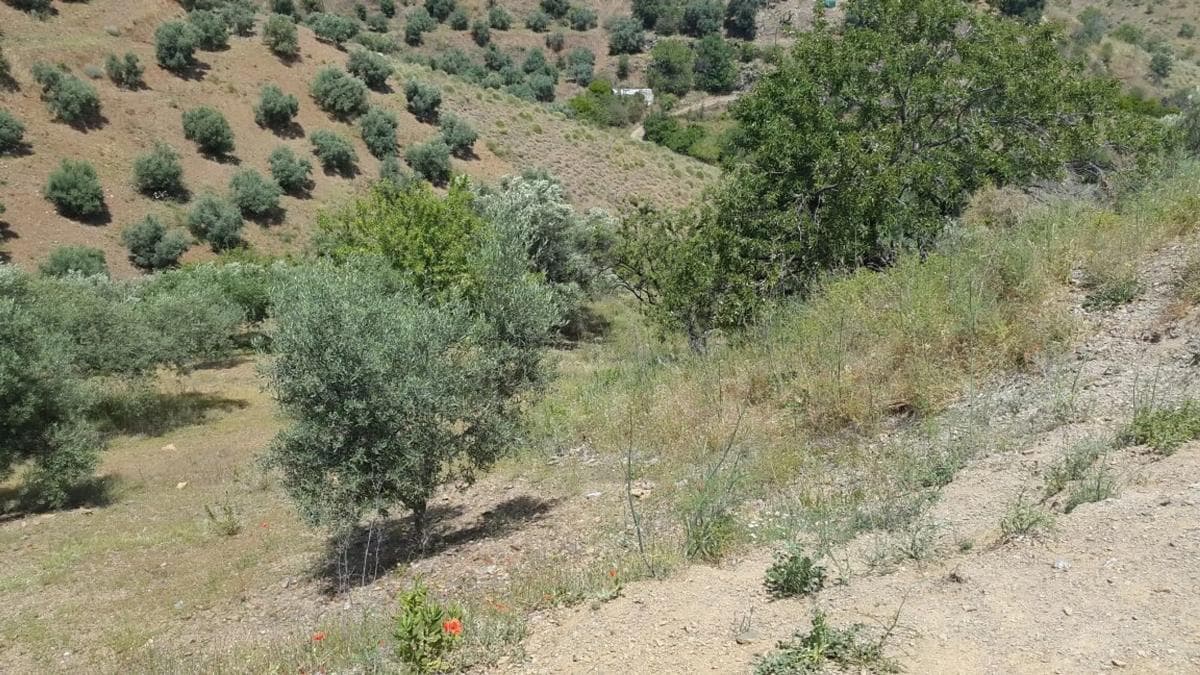 Land for sale in Moclinejo, Malaga photo 2