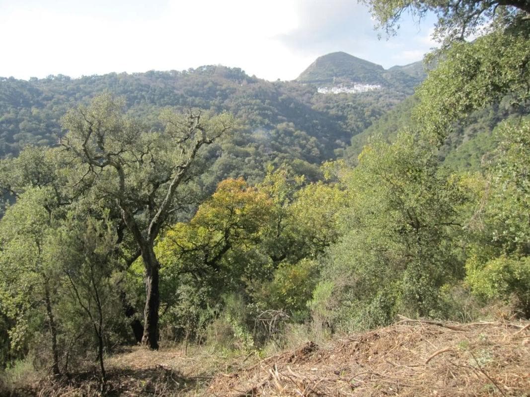 Terreno en venta en Benarraba, Malaga photo 3