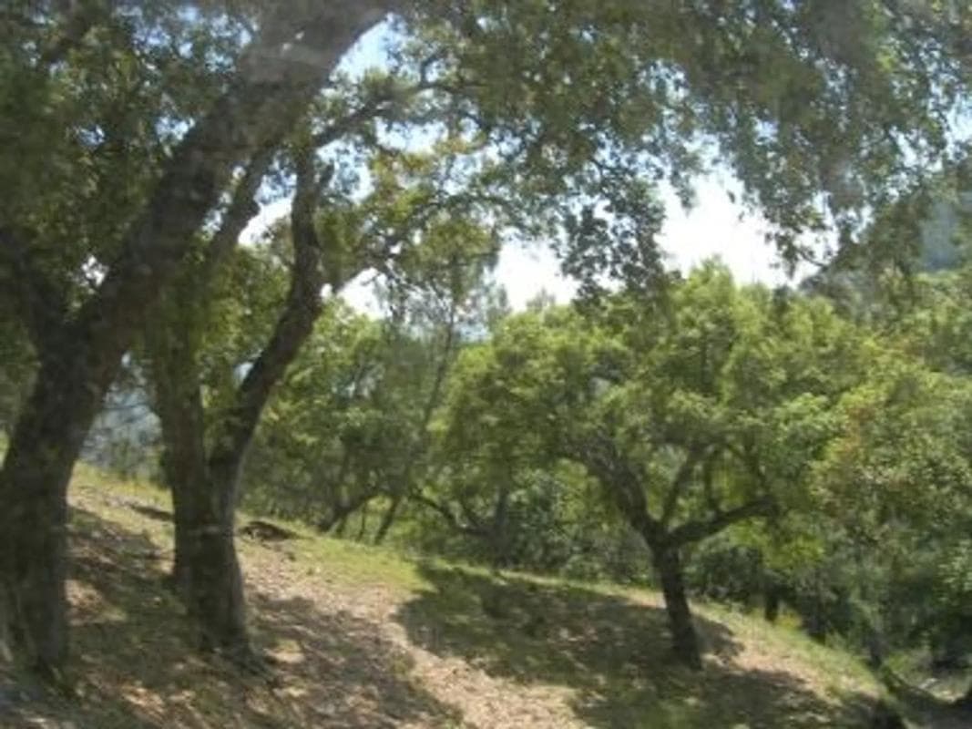 Terreno en venta en Benarraba, Malaga photo 5