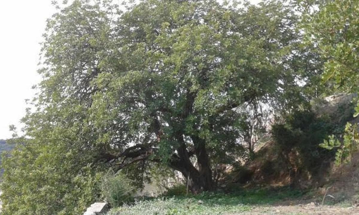 Terreno en venta en Cártama, Malaga photo 2