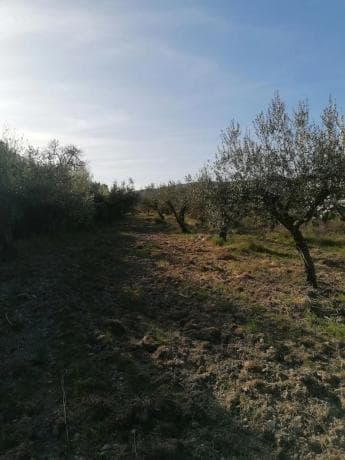 Terreno en trinquete s/n photo 4
