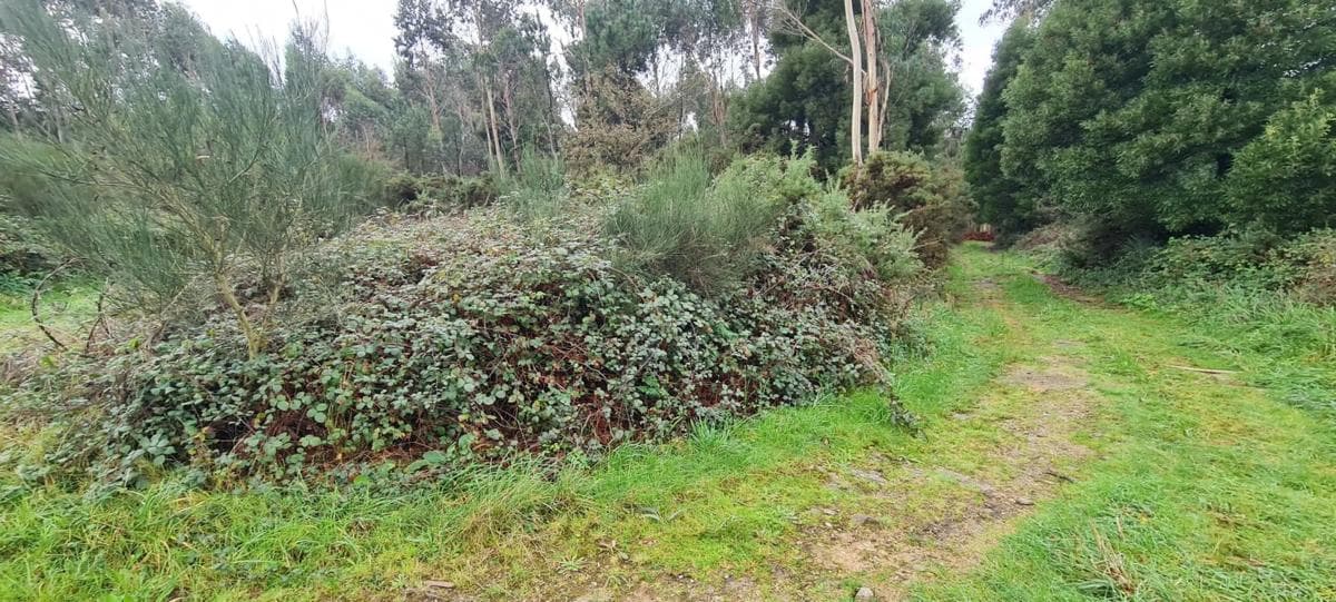 Terreno en venta en Lousame, A Coruña photo 5
