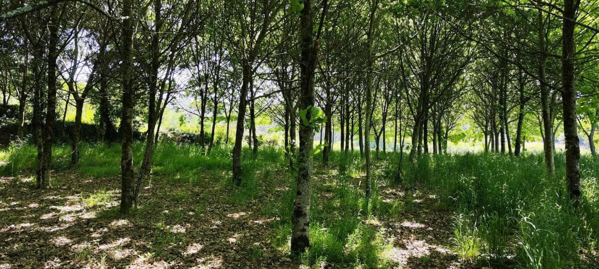 Land for sale in Kings, A Coruña photo 3