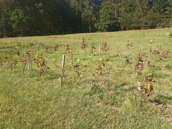 Terreno en Brion photo 1