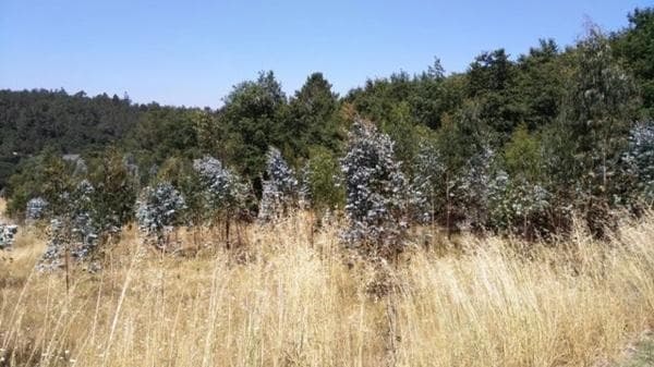 Terreno en Boqueixon photo 4