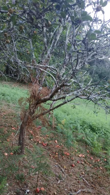 Land for sale in Kings, A Coruña photo 4