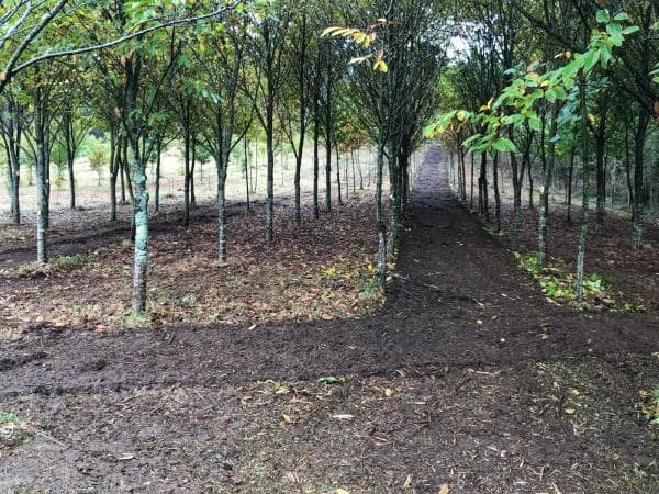 Terreno en Chaian s/n photo 3