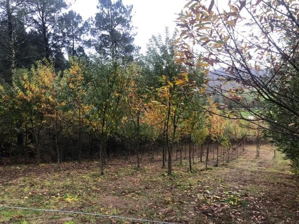 Terreno en Chaian s/n photo 4
